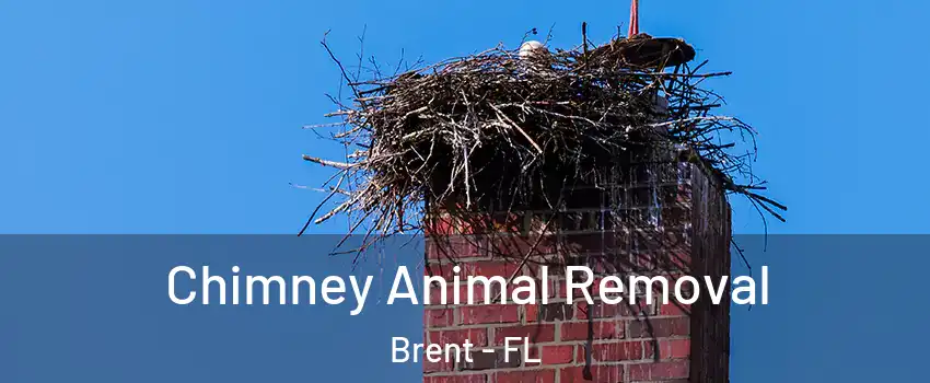  Chimney Animal Removal Brent - FL