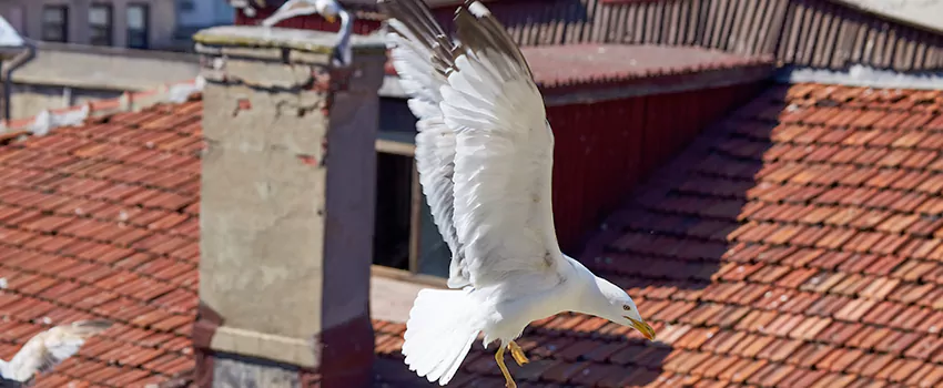 Residential Chimney Animal Removal Solution in Brent, FL