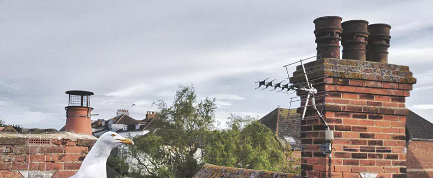 Chimney Cleaning And Restoration in Brent, Florida